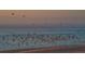 A flock of birds flying over the ocean near the sandy beach at 639 Cornwell On The Gulf, Venice, FL 34285