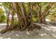 Mature banyan trees with exposed roots, shading a residential street at 15312 Spanish Point Dr, Port Charlotte, FL 33981