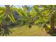 Lush tropical backyard with mature palm trees and landscaping at 269 Pine Ranch Trl, Osprey, FL 34229