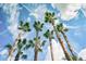 Five tall palm trees against a blue sky at 235 Grant Dr, Sarasota, FL 34236