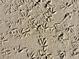 Seabird footprints in light colored sand at 3710 Gulf Of Mexico Dr # D19, Longboat Key, FL 34228