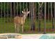 Deer in backyard, next to the pool and fence at 22343 Panther Loop, Bradenton, FL 34202