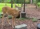 Two deer graze peacefully in a lush, wooded backyard at 22343 Panther Loop, Bradenton, FL 34202