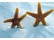 Two starfish on a white sandy beach at 4152 Central Sarasota Pkwy # 727, Sarasota, FL 34238