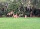 Two deer graze in a lush green backyard at 644 Rivendell Blvd, Osprey, FL 34229