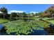 Peaceful pond with water lilies and lush greenery at 7938 Pinegrove Ct # 12, Sarasota, FL 34238