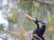 Anhinga bird perched in a tree near the water at 4511 Lexington Cir, Bradenton, FL 34210