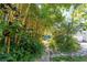 Path through a dense grove of bamboo trees at 327 Hernando Ave, Sarasota, FL 34243