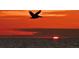 Silhouetted pelican flying against a vibrant sunset at 618 Jungle Queen Way, Longboat Key, FL 34228