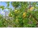 Abundant starfruit on a tree in the backyard at 6207 93Rd Street E Cir, Bradenton, FL 34202