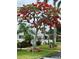 Vibrant flowering tree in community landscape at 3710 Gulf Of Mexico Dr # G-6, Longboat Key, FL 34228