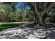 Park bench under a large shade tree at 630 Companion Way, Longboat Key, FL 34228