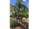 Mature palm trees and well-manicured landscaping at 6442 Willowshire Way, Bradenton, FL 34212