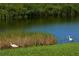 Serene waterfront view with two white ibises in natural habitat at 790 Shadow Bay Way, Osprey, FL 34229