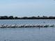 flock of pelicans on calm lake water at 7917 Mainsail Ln, Sarasota, FL 34240