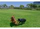 Dogs playing fetch in a grassy dog park at 1030 Tidewater Shores Loop # 306, Bradenton, FL 34208