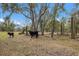 Two black calves in a pasture with oak trees at 38355 State Road 64 E, Myakka City, FL 34251