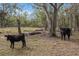 Two black calves stand in a pasture with trees and a partially visible fence at 38355 State Road 64 E, Myakka City, FL 34251