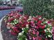 Vibrant pink, red and white flowers in landscaping at 6707 Stone River Rd # 203, Bradenton, FL 34203