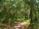 Peaceful nature trail winding through a shaded, lush wooded area at 4372 Woodmans Chart # 143, Sarasota, FL 34235