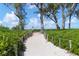 Sandy pathway to the beach, lined with lush foliage at 5055 Gulf Of Mexico Dr # 424, Longboat Key, FL 34228