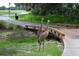 Two sandhill cranes by a wooden bridge in a natural setting at 3354 Founders Club Dr, Sarasota, FL 34240