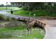 Sandhill cranes by a bridge on the golf course at 3761 Founders Club Dr, Sarasota, FL 34240