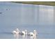 Three white pelicans calmly floating on a lake's surface at 4110 Mossy Limb Ct, Palmetto, FL 34221