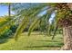 Large backyard with lush lawn, palm trees, and tropical landscaping at 8628 Woodbriar Dr, Sarasota, FL 34238