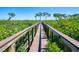 Tranquil boardwalk through lush mangrove vegetation at 12334 Baypointe Ter, Cortez, FL 34215