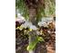 White orchids blooming on a palm tree trunk at 6726 Virginia Xing, University Park, FL 34201