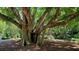 Massive tree with sprawling branches in a park-like setting at 888 S Orange Ave # 3D, Sarasota, FL 34236