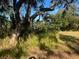 Vacant lot with tall grass and a large tree at 4122 N Lockwood Ridge Rd, Sarasota, FL 34234
