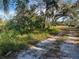 Vacant lot with overgrown vegetation and a dirt road at 4122 N Lockwood Ridge Rd, Sarasota, FL 34234