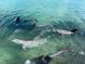 Dolphins swimming in clear, shallow water at 929 Casey Cove Dr, Nokomis, FL 34275