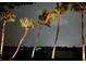 Palm trees illuminated at night near waterfront at 929 Casey Cove Dr, Nokomis, FL 34275