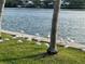 White ibises gather near the water's edge at 929 Casey Cove Dr, Nokomis, FL 34275