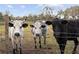 Three cows stand behind a barbed wire fence at 1450 Bern Creek Loop, Sarasota, FL 34240
