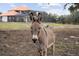 A donkey stands in a field with a house in the background at 1450 Bern Creek Loop, Sarasota, FL 34240