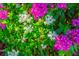 Lush landscaping with vibrant pink and white flowers at 5203 Lake Overlook Ave, Bradenton, FL 34208