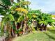 Backyard with several banana trees at 18652 Ohara Dr, Port Charlotte, FL 33948