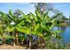 Lush banana trees in backyard near the lake at 4515 Falcon Ridge Dr, Sarasota, FL 34233