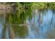 Calm lake reflecting trees with ducks swimming at 4515 Falcon Ridge Dr, Sarasota, FL 34233