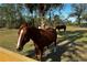 Beautiful brown horse grazes in a lush, green pasture under a canopy of mature trees at 3340 Ulman Ave, North Port, FL 34286