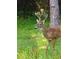 Deer in the backyard with lush greenery and wildflowers at 3501 Sunbeam Dr, Sarasota, FL 34240