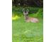 Stately buck laying in the yard in front of the home at 3501 Sunbeam Dr, Sarasota, FL 34240