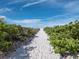 Sandy path through vegetation leads to the beach at 5780 Midnight Pass Rd # 609, Sarasota, FL 34242