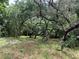 Wooded area with a bench and picnic table at 1101 Anclote Blvd, Tarpon Springs, FL 34689