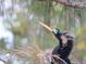 Close-up of an anhinga bird in a tree at 4799 Independence Dr, Bradenton, FL 34210