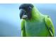 Close-up of a vibrant green and black parrot at 4799 Independence Dr, Bradenton, FL 34210
